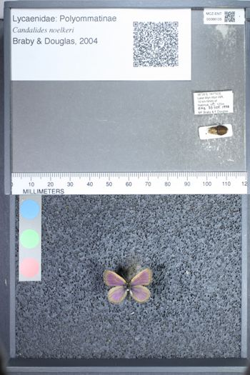 Media type: image;   Entomology 66135